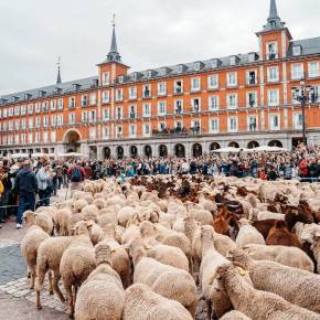 CELEBRANDO LA TRASHUMANCIA EN&nbsp;MADRID