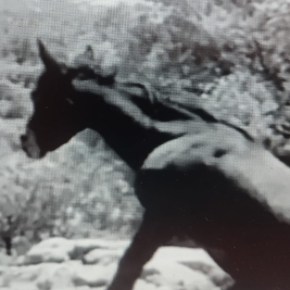 ¿SABÍAS LA HISTORIA DEL BURRO DE ZAMORA DE GEORGE&nbsp;WASHINGTON?